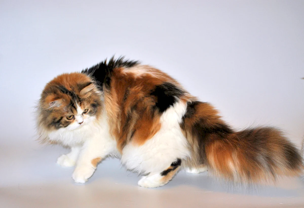 Сибирская трехшерстная кошка