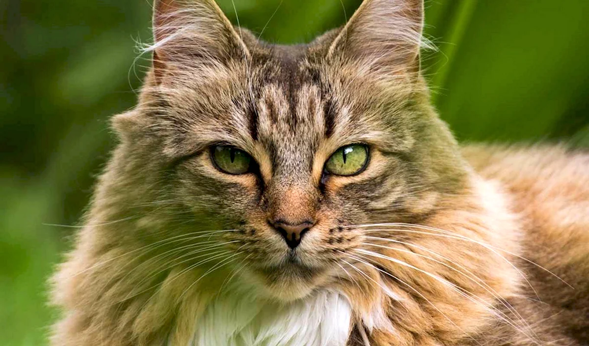 Сибирская зеленоглазая кошка