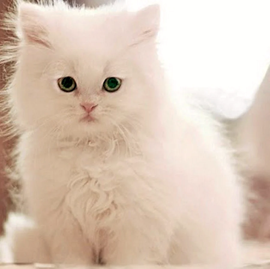 Сибирские котята белые