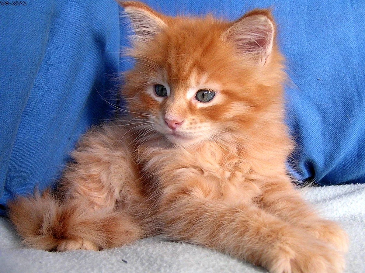 Сибирские Рыжик котята