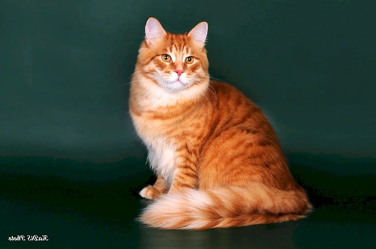 Сибирский гладкошерстный рыжий кот
