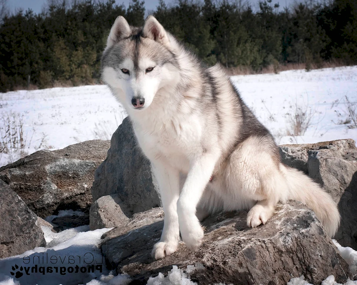 Сибирский хаски и волк