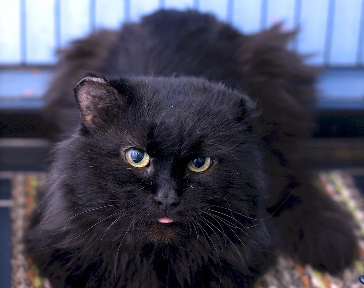 Сибирский кот Барсик пушистый чёрный