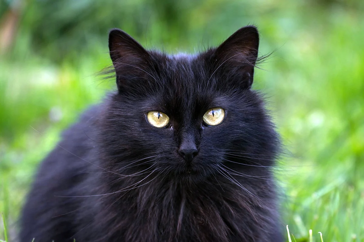 Сибирский кот черный