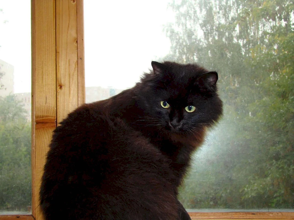 Сибирский кот черный короткошерстный