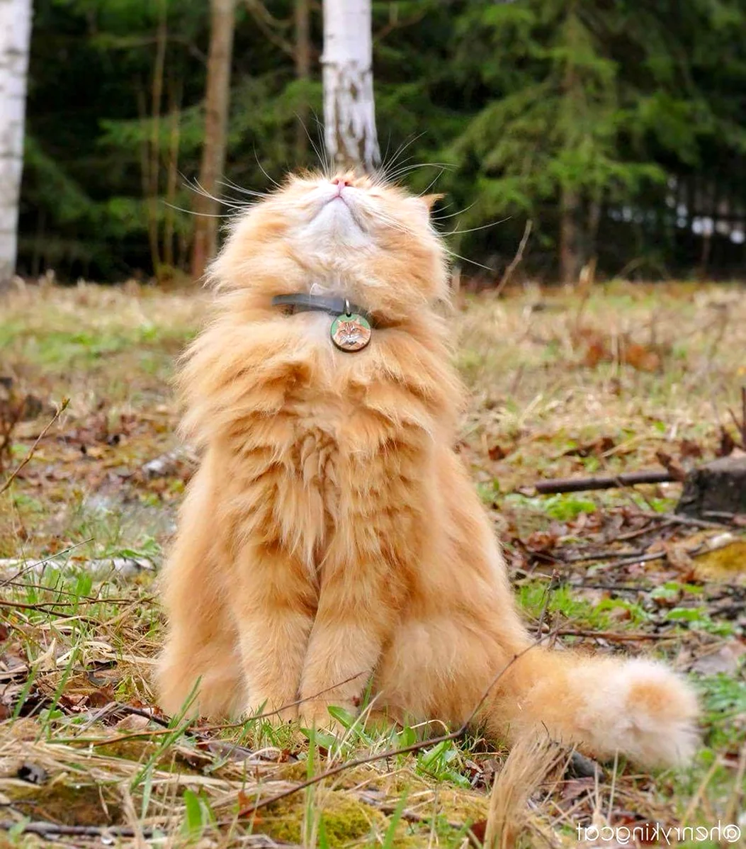 Сибирский кот оранжевый