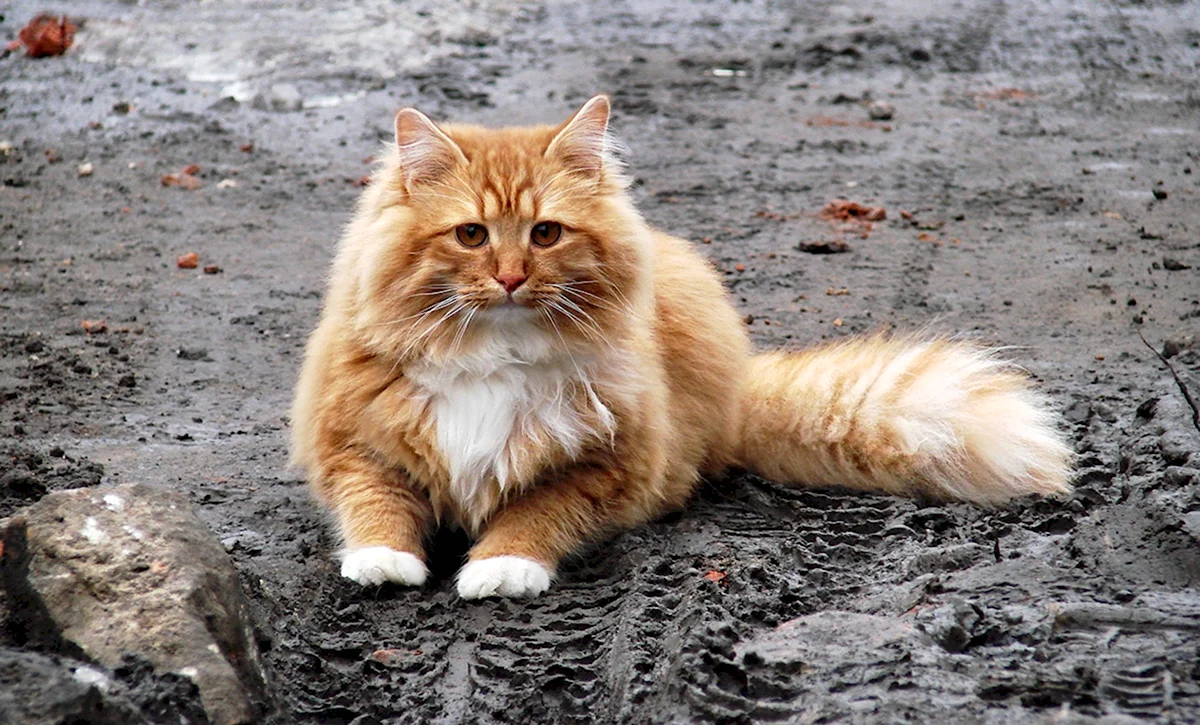Сибирский кот рыжий