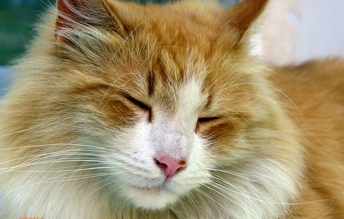 Сибирский кот рыжий с белым