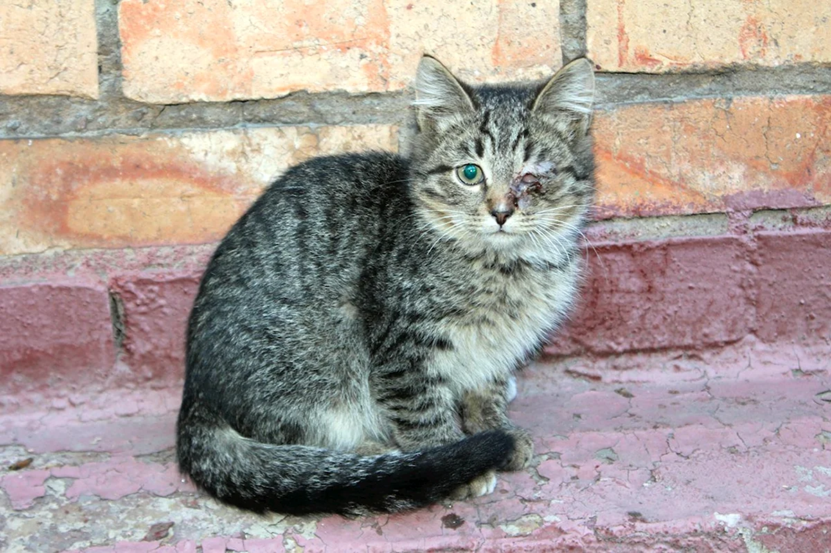 Сибирский Крысолов кошка