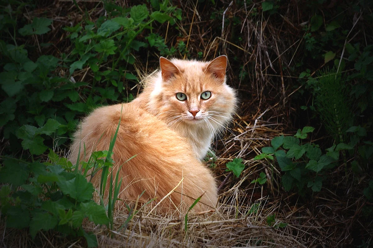 Сибирский Лесной кот рыжий
