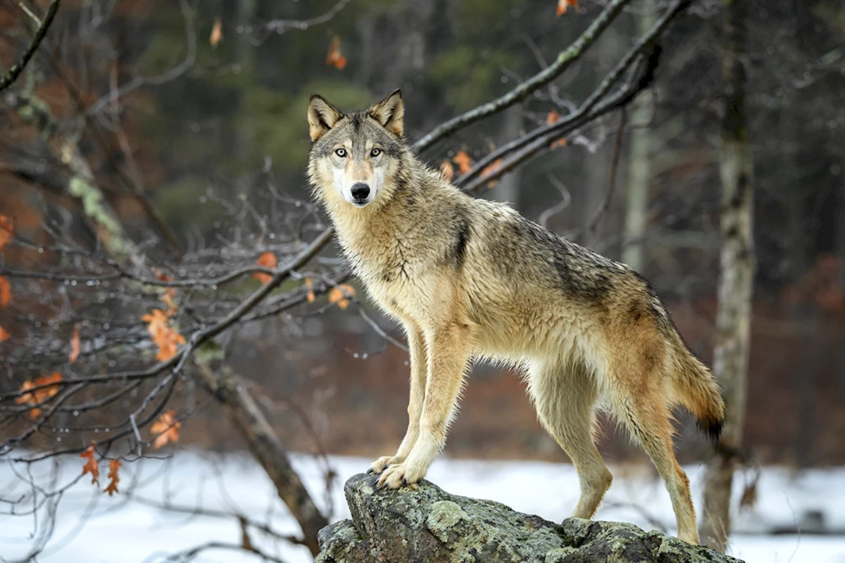 Какие есть волки. Волк серый обыкновенный. Волк обыкновенный (canis Lupus). Сибирский Тундровый волк. Волк переярок.