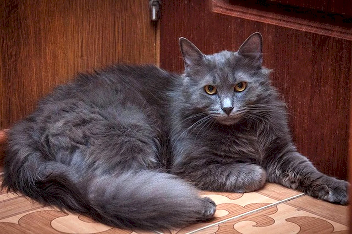 Сибирский Нибелунг кошка