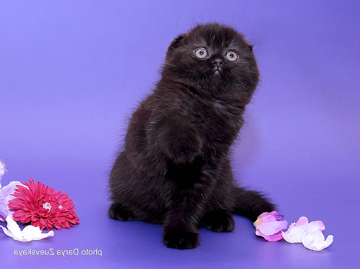 Сибирский вислоухий кот черный