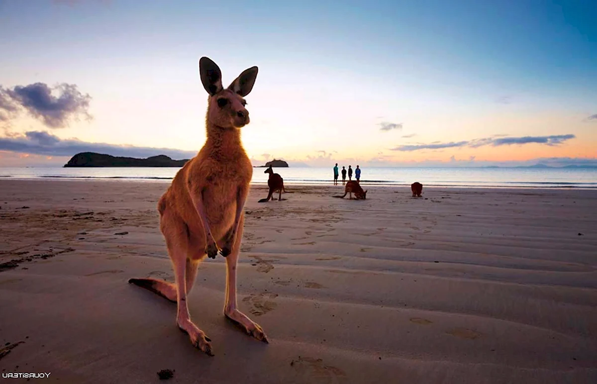 Сидней кенгуру