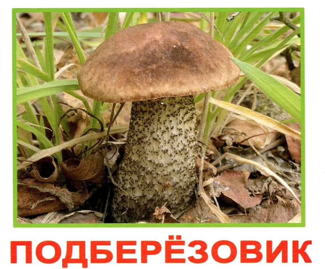 Съедобные грибы для детей