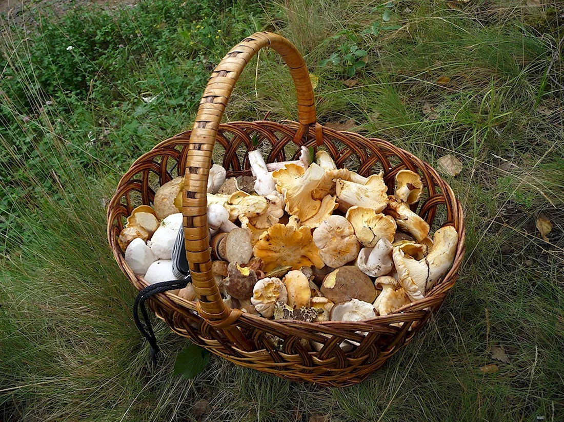 Съедобные грибы Кыргызстана