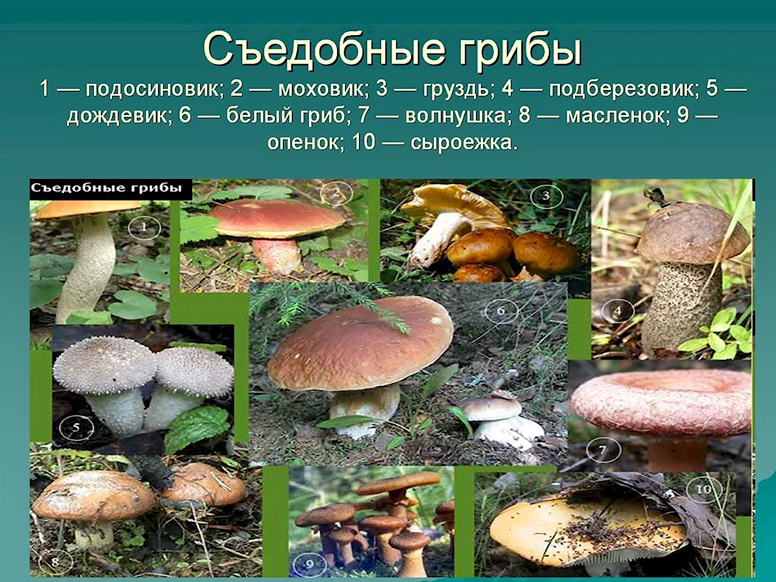 Съедобные грибы Новосибирской области таблица