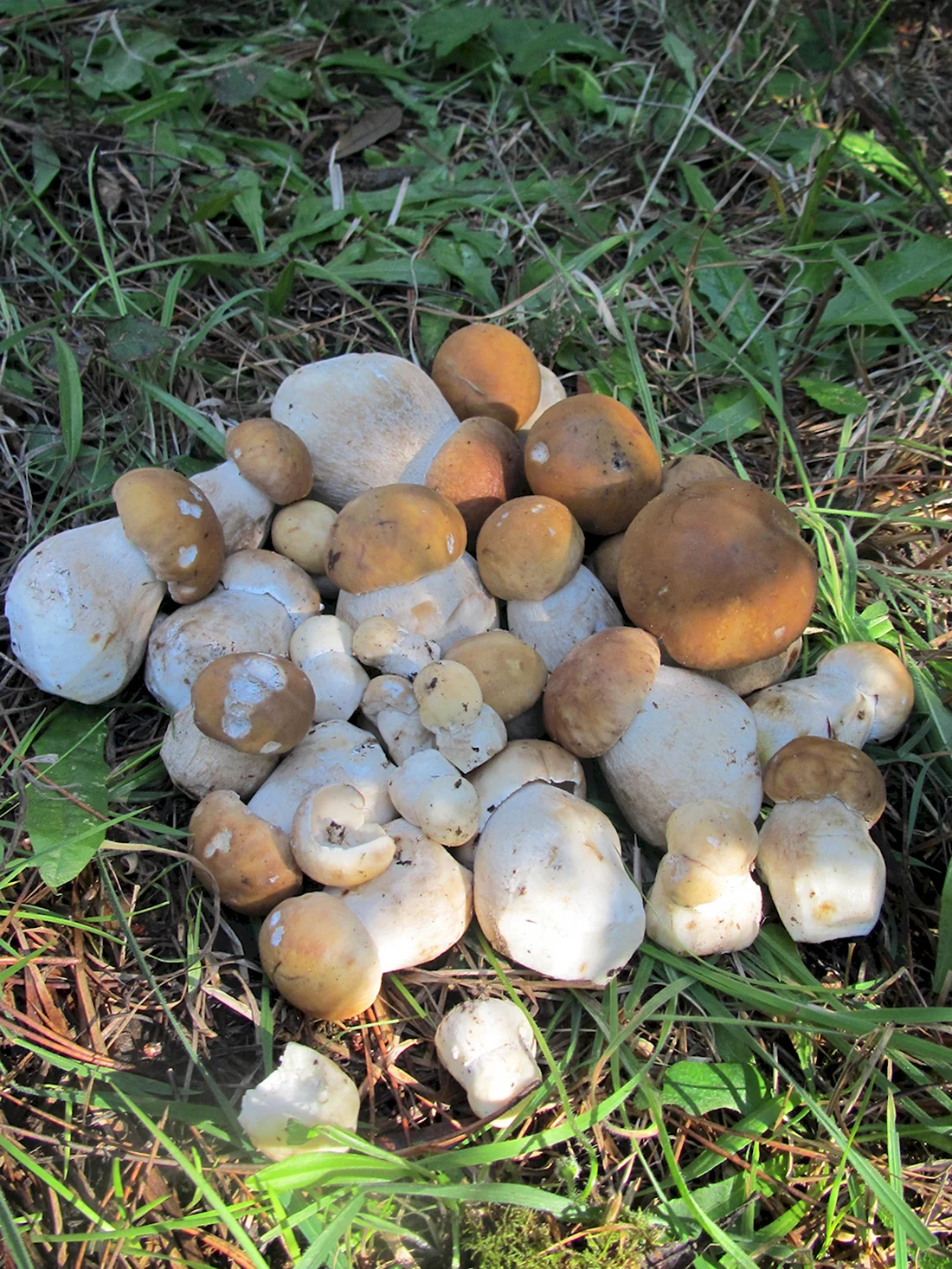 Съедобные грибы Сибири