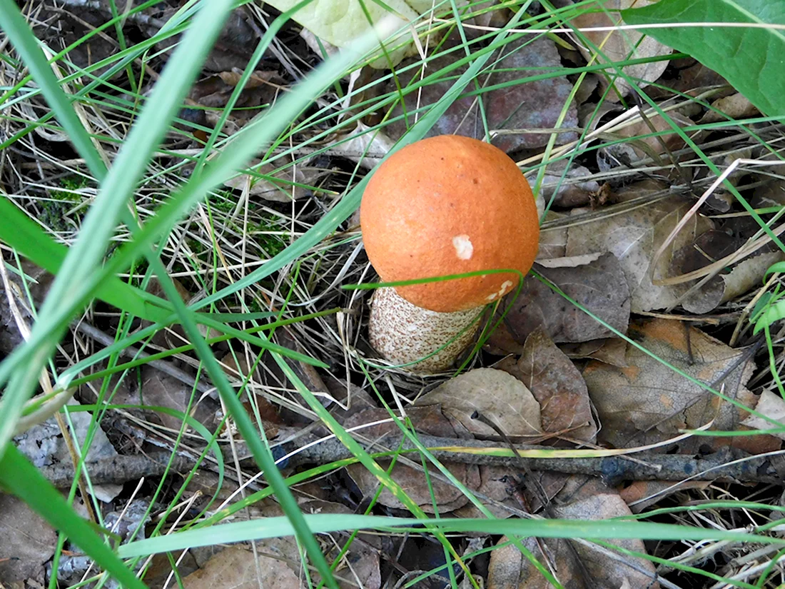 Съедобные грибы Урала