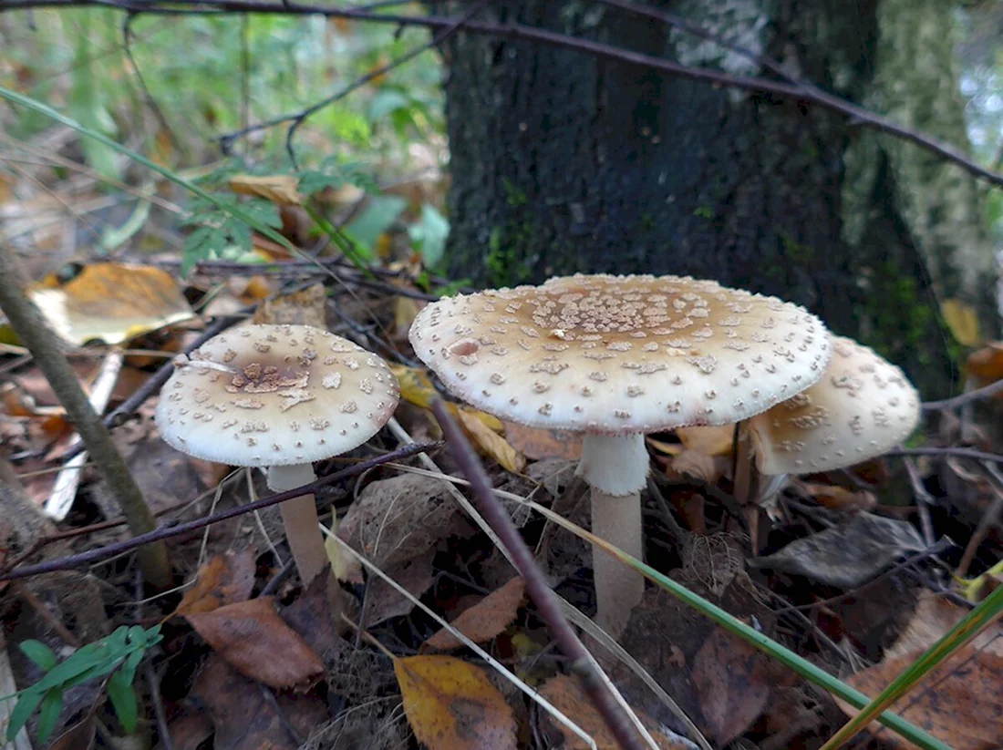 Съедобные грибы Узбекистана