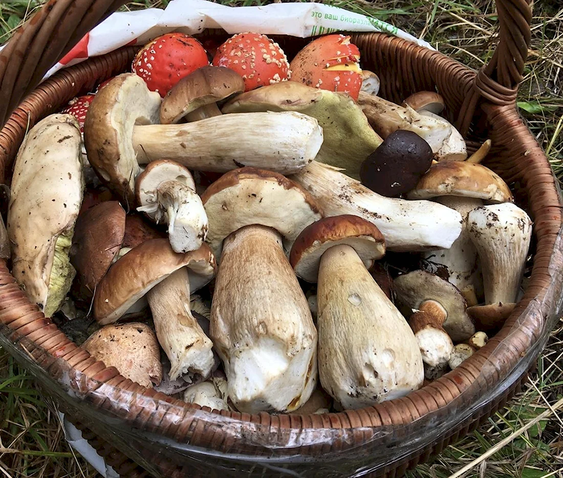 Съедобные грибы в Северной Осетии
