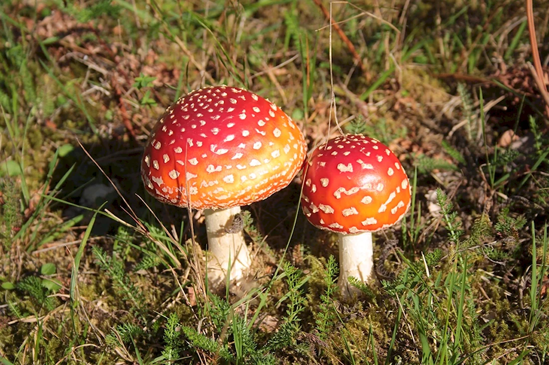 Съедобные и несъедобные грибы Урала