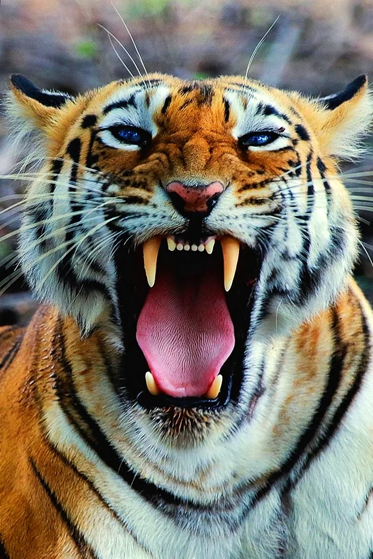 Сильный тигр картинки