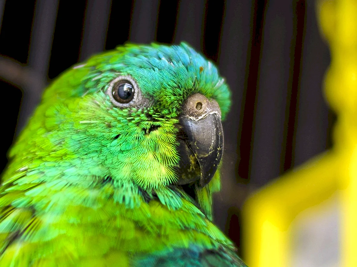 Сине зеленый попугай
