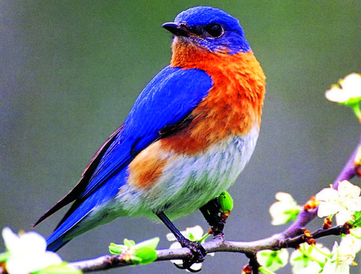 Синешейка птица