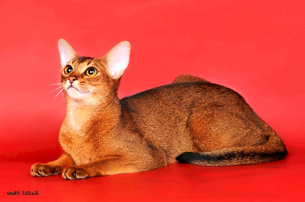 Сингапурская кошка Абиссинская
