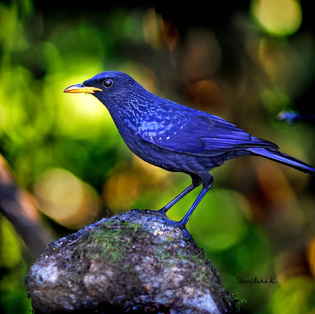 Синяя птица Дрозд птица