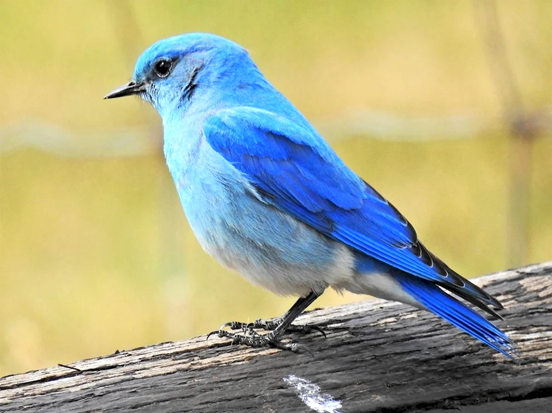 Синяя синяя птица