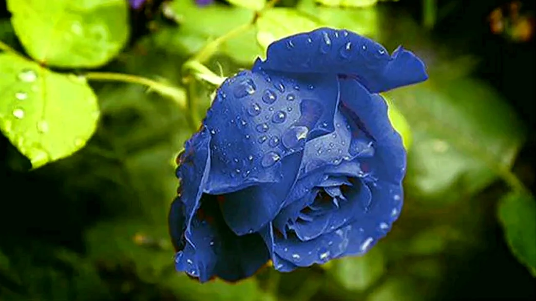 Синие бархатные розы