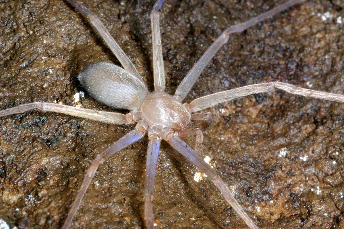 Sinopoda Scurion паук