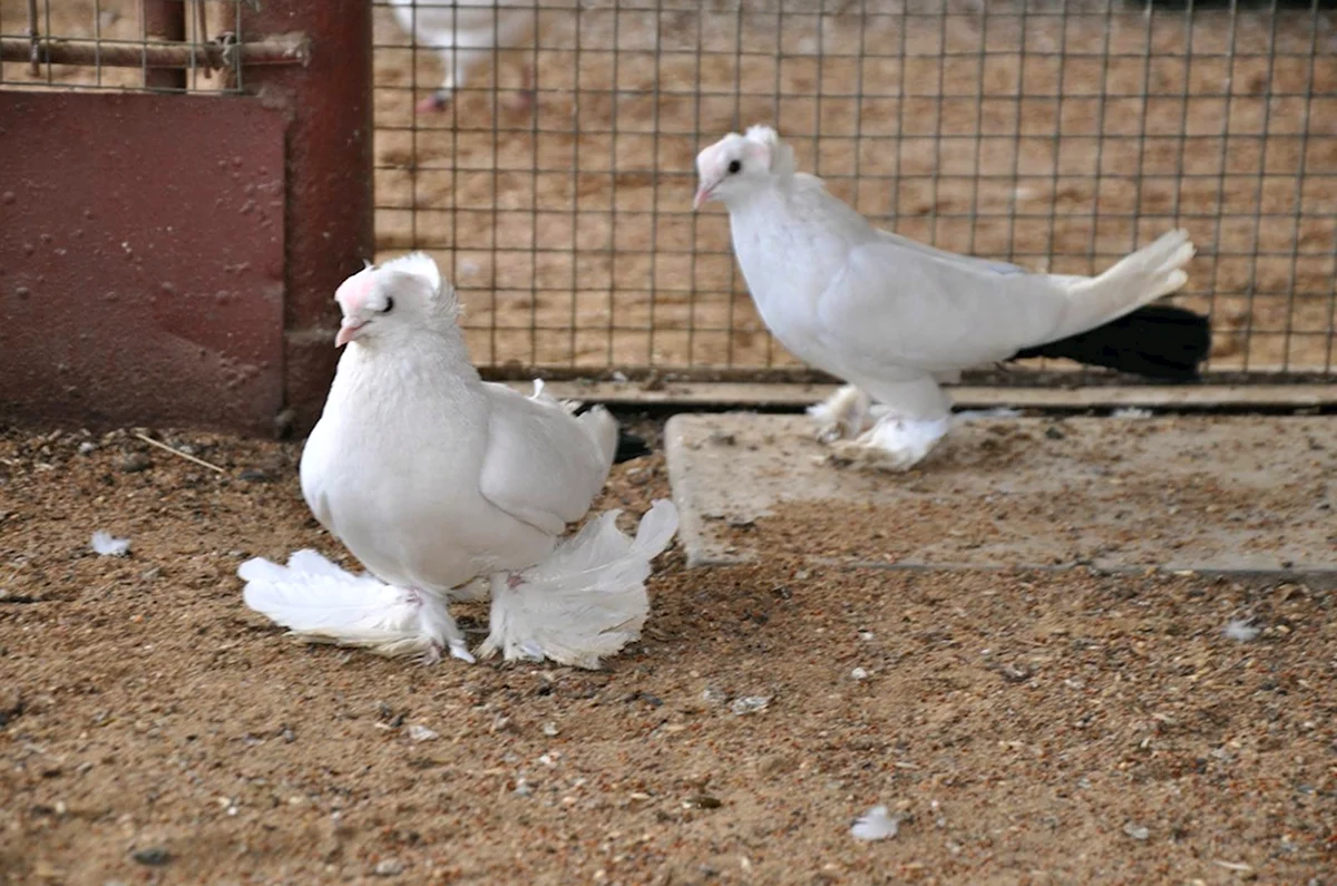 Сирийские бойные голуби
