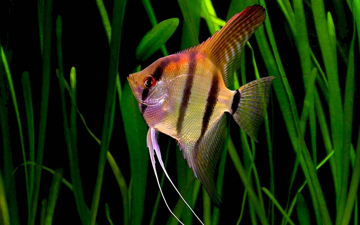 Скалярия аквариумная рыбка