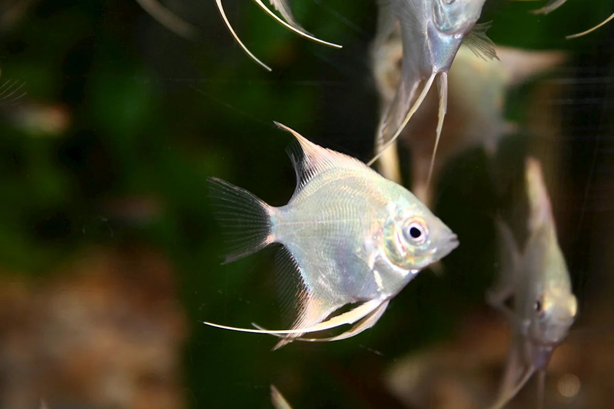 Скалярия аквариумная рыбка белая