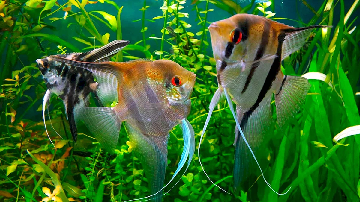 Скалярис рыбка аквариумная