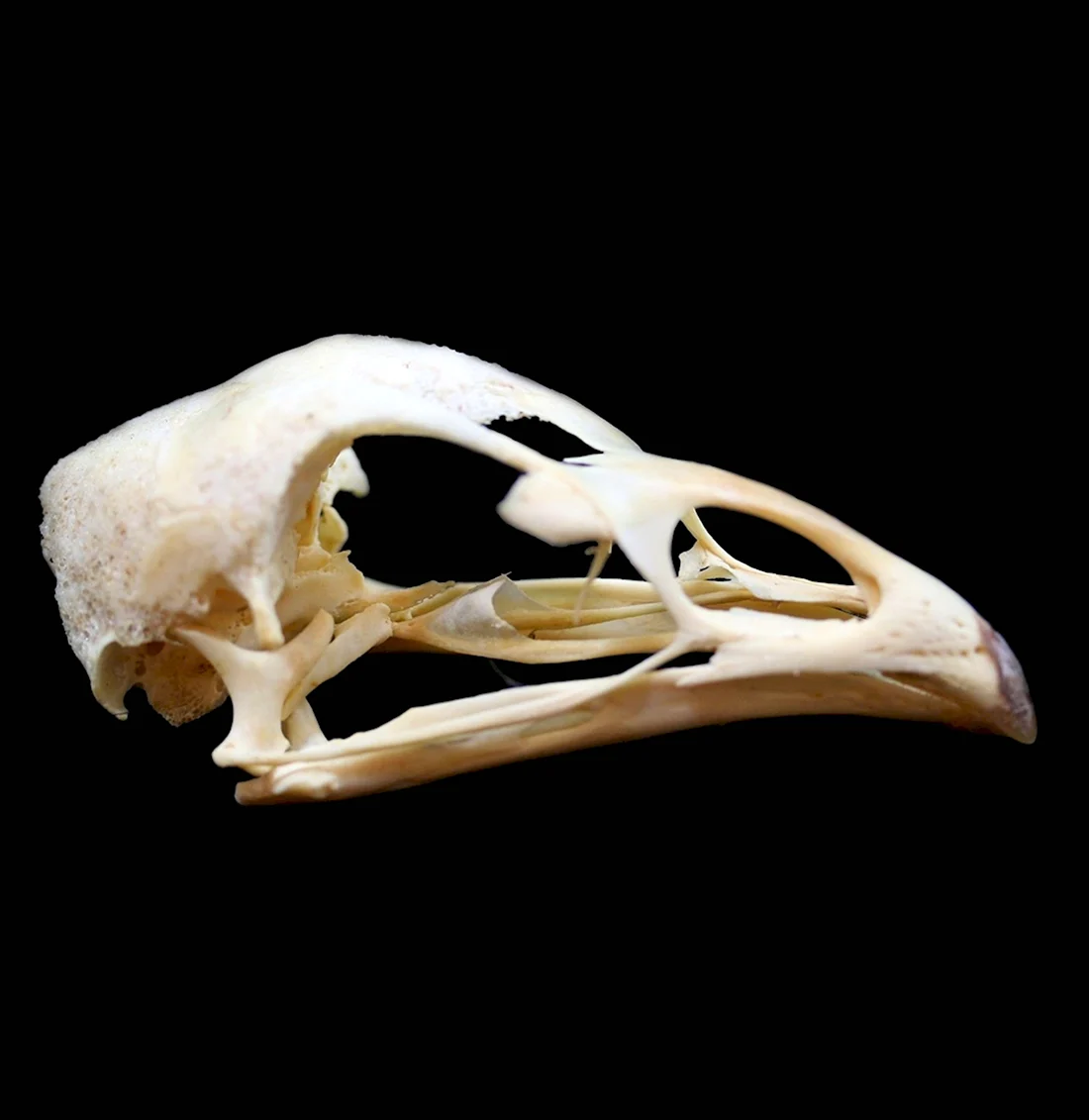 Скелет черепа птицы