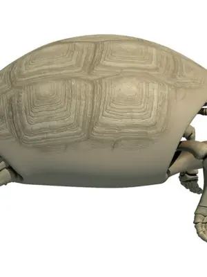 Скелет черепахи 3д
