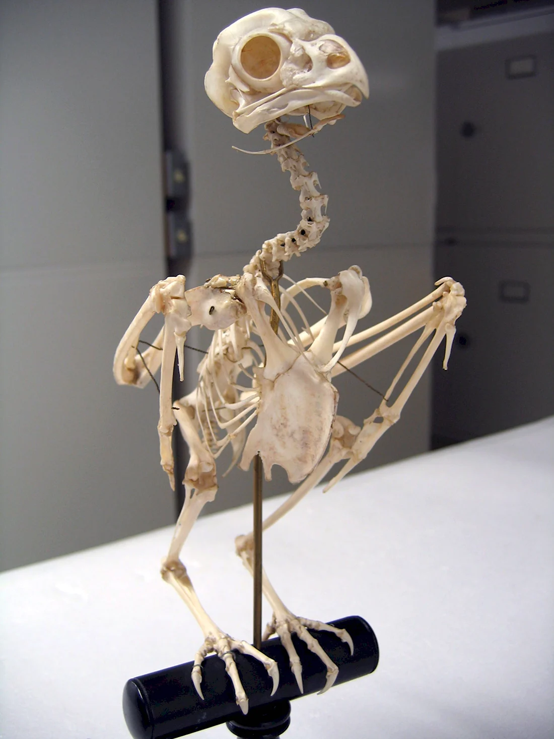Скелет совообразных