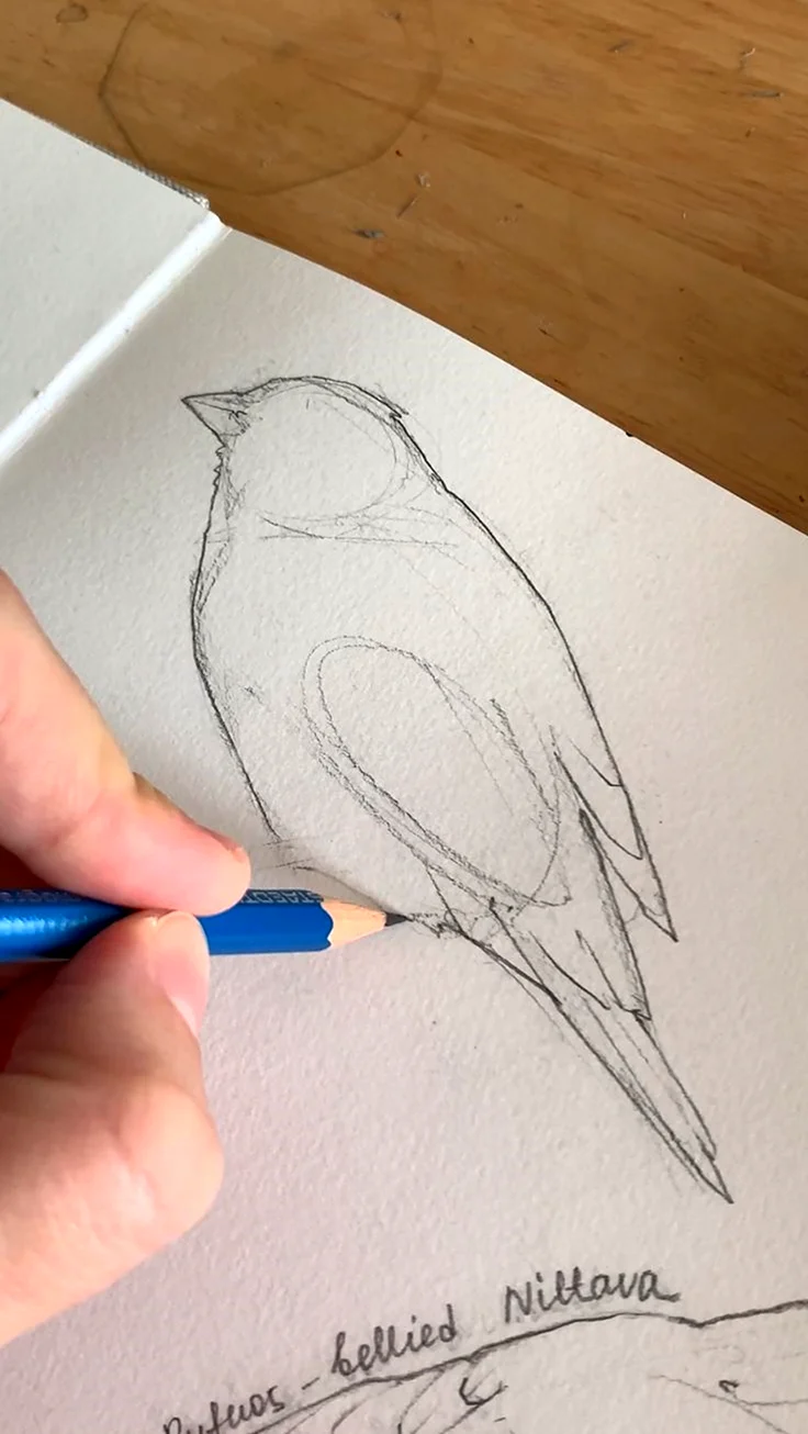 Скетчинг птицы карандашом