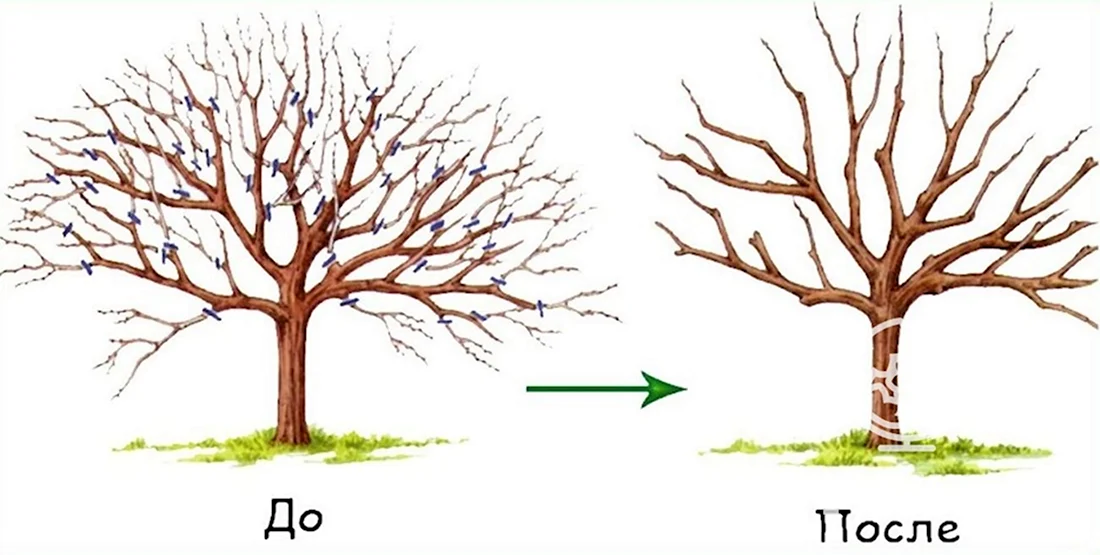 Схема санитарной обрезки деревьев