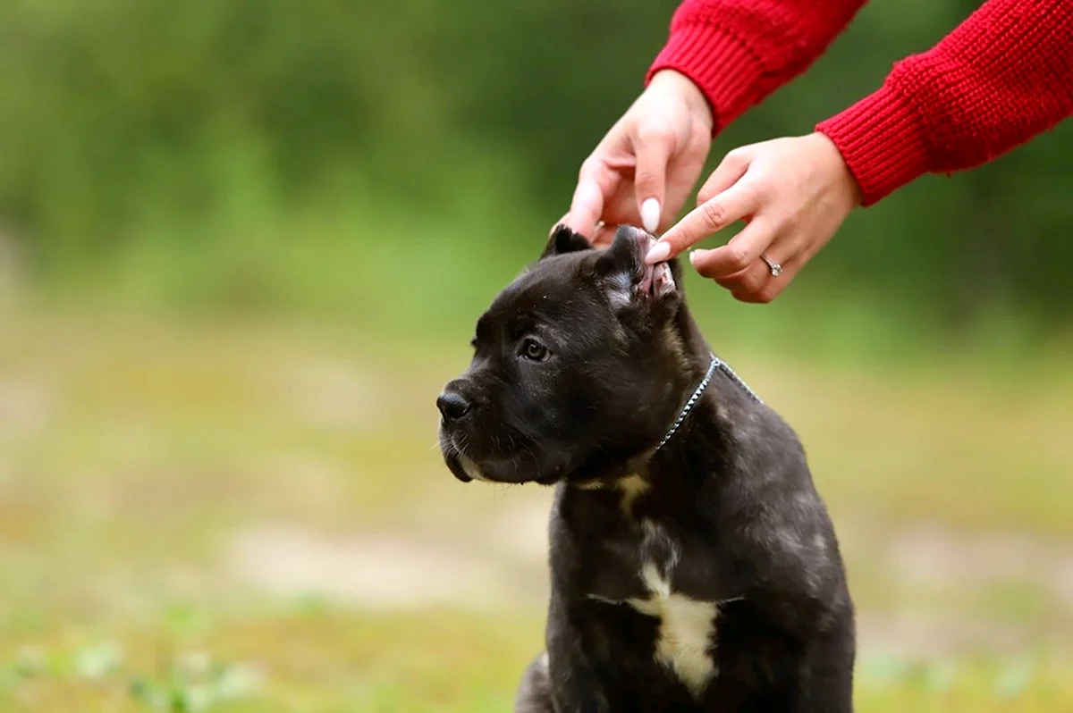 Сколько стоят прививки для собак Кане Корсо