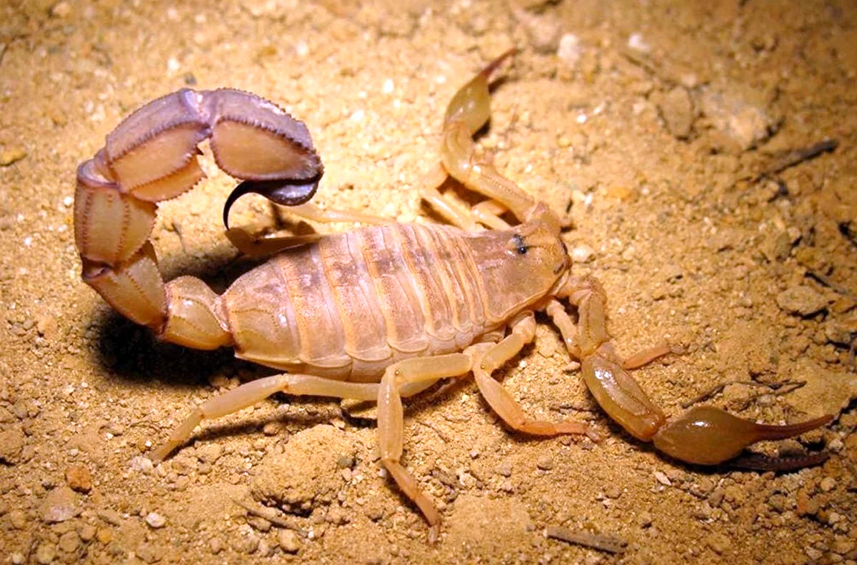 Скорпион Androctonus Australis