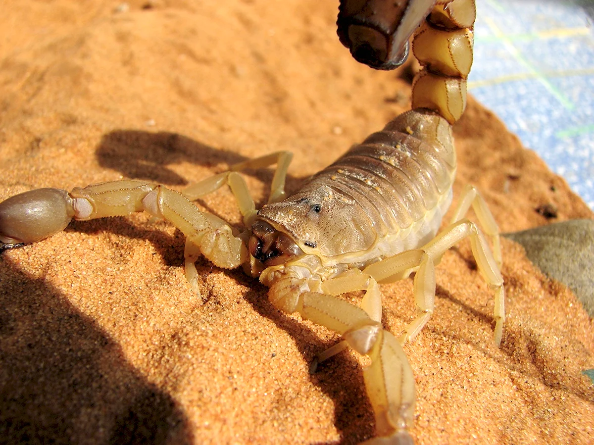 Скорпион Androctonus Australis