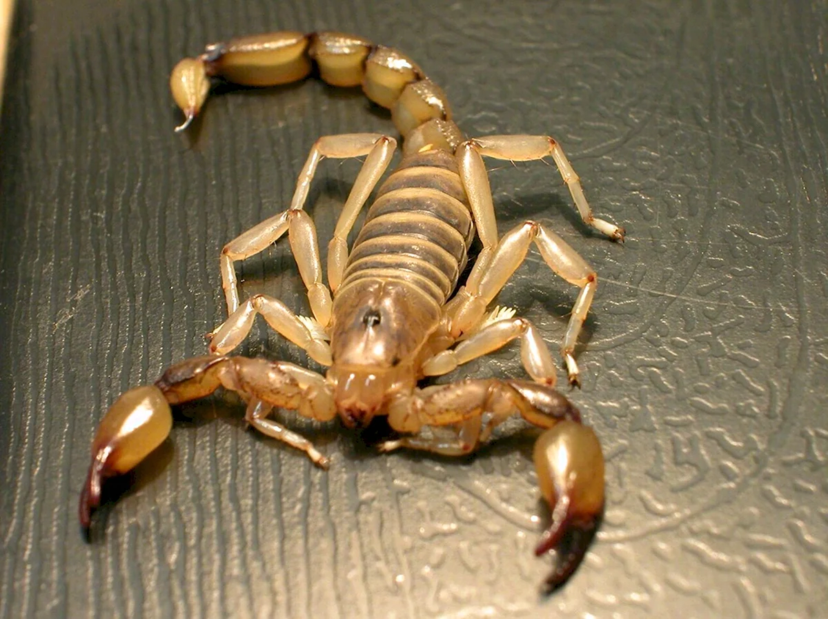 Скорпион Лейрус