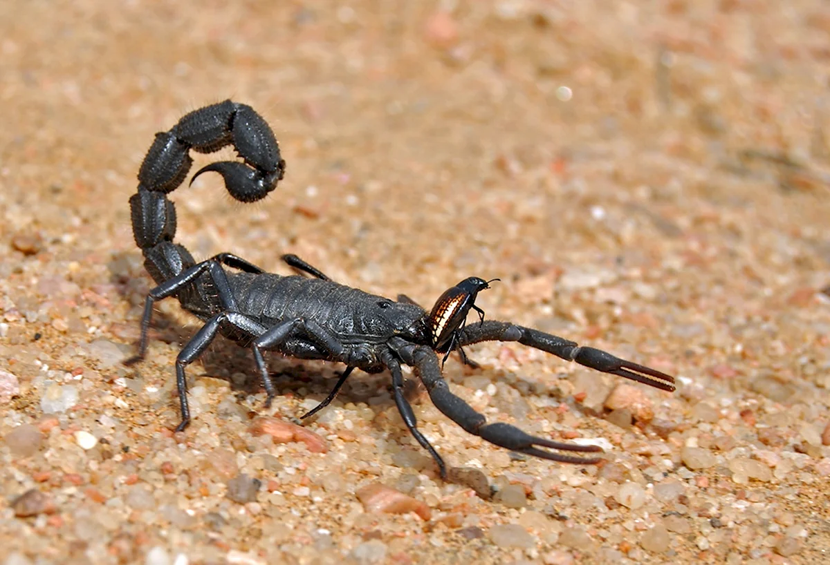 Скорпионы паукообразные