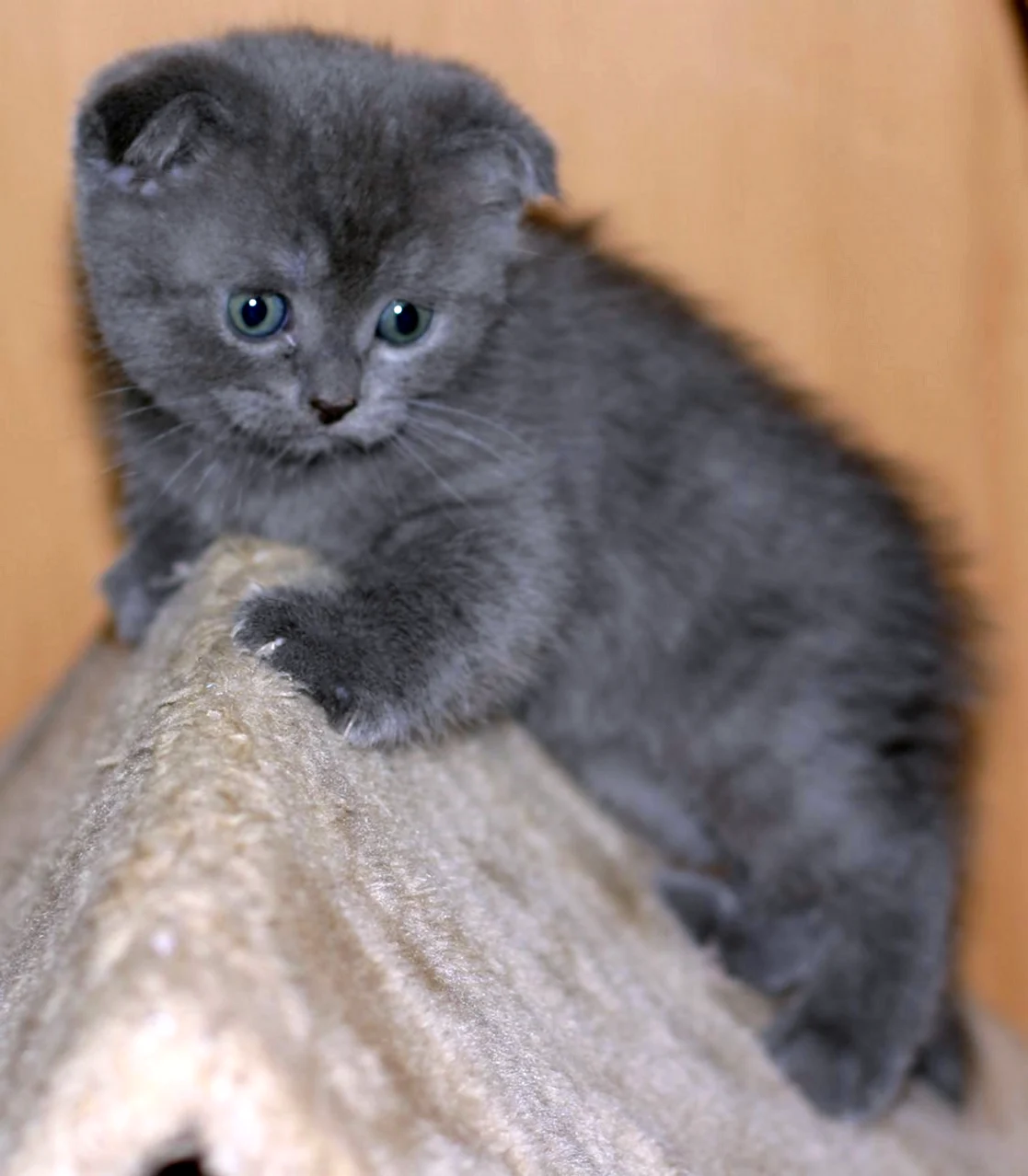 Скоттиш фолд голубой котенок