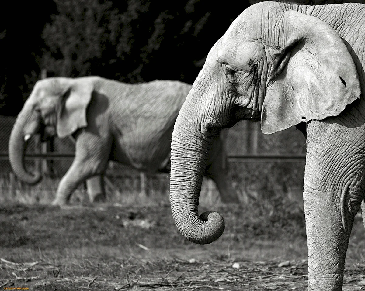 Слон черно белое фото